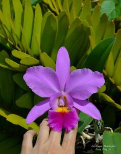 Cattleya Thüringen