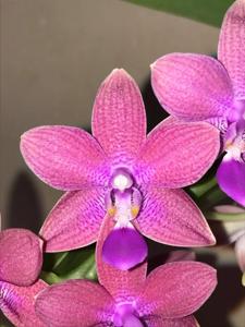 Phalaenopsis LD Equeen