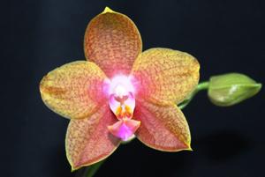 Phalaenopsis Pingtung Bronze Age