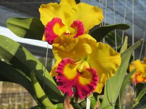 Rhyncholaeliocattleya Thongsupran