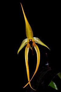 Bulbophyllum Wilbur Chang