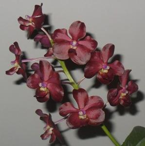 Vanda Michiko