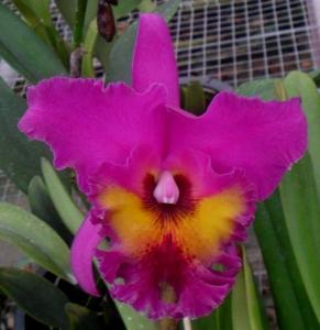 Rhyncholaeliocattleya King of Taiwan