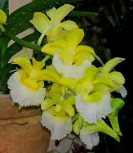 Aeridovanda Kasorn's Orchid Tactic