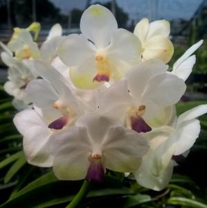 Vanda Muang Thong