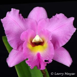 Rhyncatlaelia Canyon Echo
