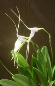 Masdevallia Snowbird