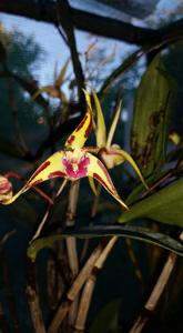 Dendrobium Jesmond Treasure