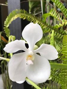 Vanda Kultana White