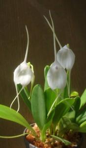 Masdevallia Snowbird