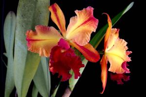 Rhyncholaeliocattleya Toshie Aoki