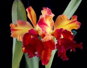 Rhyncholaeliocattleya Toshie Aoki