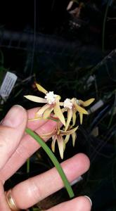 Dendrobium Rosemary Jupp-Tamara