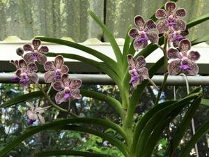 Vanda Coral Delight