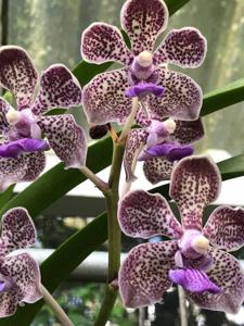 Vanda Coral Delight