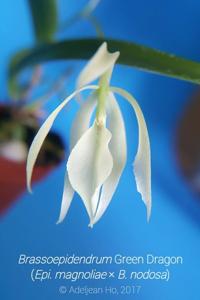 Brassoepidendrum Green Dragon