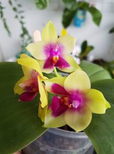 Phalaenopsis SG Passion