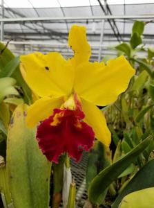 Rhyncholaeliocattleya Lawless Romeo