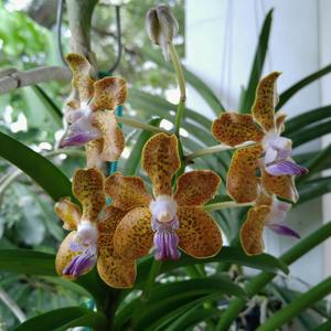 Vanda Kultana Baig's Delight