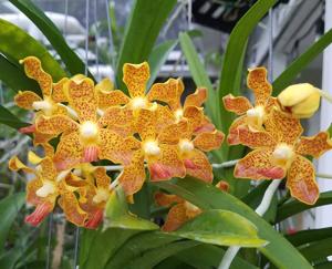 Vanda bensonii-insignis