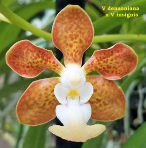 Vanda Densig