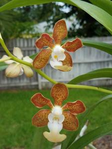 Vanda Densig