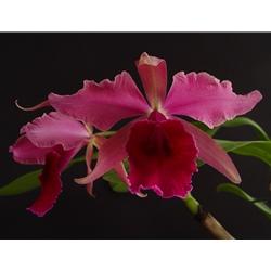 Cattleya Bletchleyensis