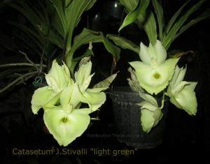 Catasetum João Stivalli