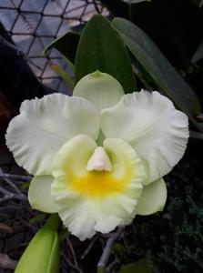 Rhyncholaeliocattleya Desert Shield