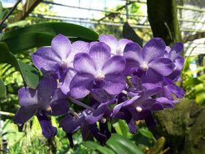 Vandachostylis Thailand