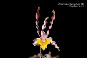 Dendrobium Burana Twist