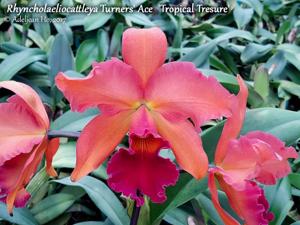 Rhyncholaeliocattleya Turners' Ace