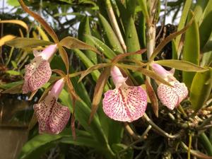 Brassocattleya Adrienne Arsht