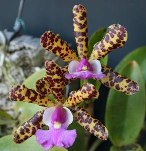 Cattleya Jungle Eyes