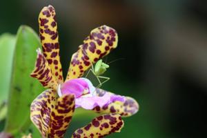 Cattleya Jungle Eyes