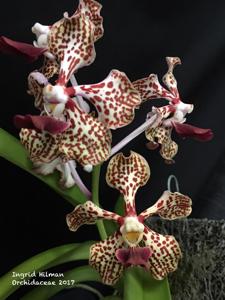 Vanda Burgeffii