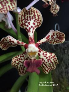 Vanda Burgeffii