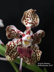 Vanda Burgeffii