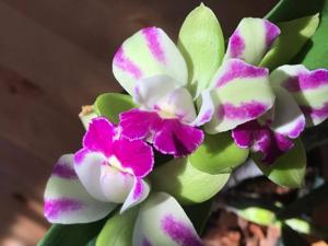 Rhyncholaeliocattleya Yen Corona