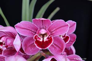 Cymbidium Woody Yoshimoto