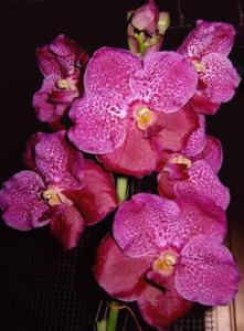 Vanda Doctor Anek