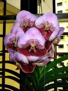 Vanda Jimmy Miller