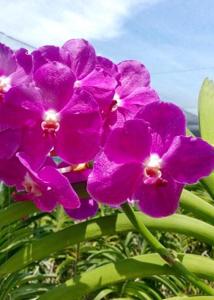 Vanda Ratchaburi Fuchs-Katsura