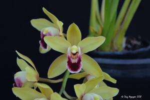 Cymbidium Amelian Doll