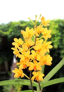 Vanda Judith MacDougal