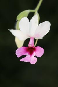 Calanthe Barberiana