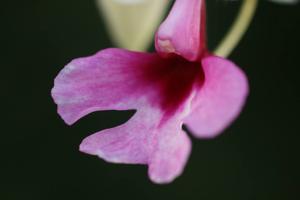 Calanthe Barberiana