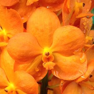 Vanda Suksamran Sunshine