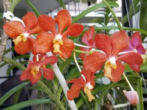 Vanda Molly Fairwater