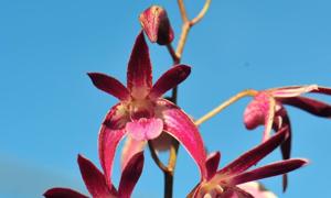 Dendrobium Tosca